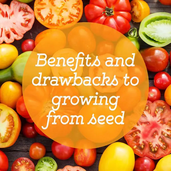 Why You Should Grow From Seed (And Why You Shouldn't!) - GreenStalk Garden