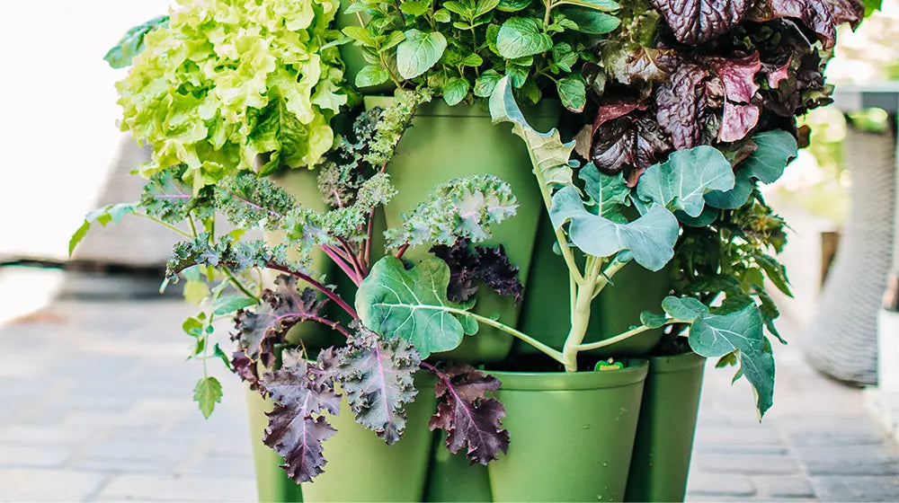 How to Grow Broccoli Vertically - GreenStalk Garden