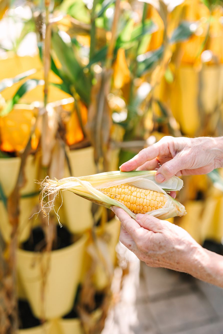 Harvesting corn from a GreenStalk Vertical Planter
