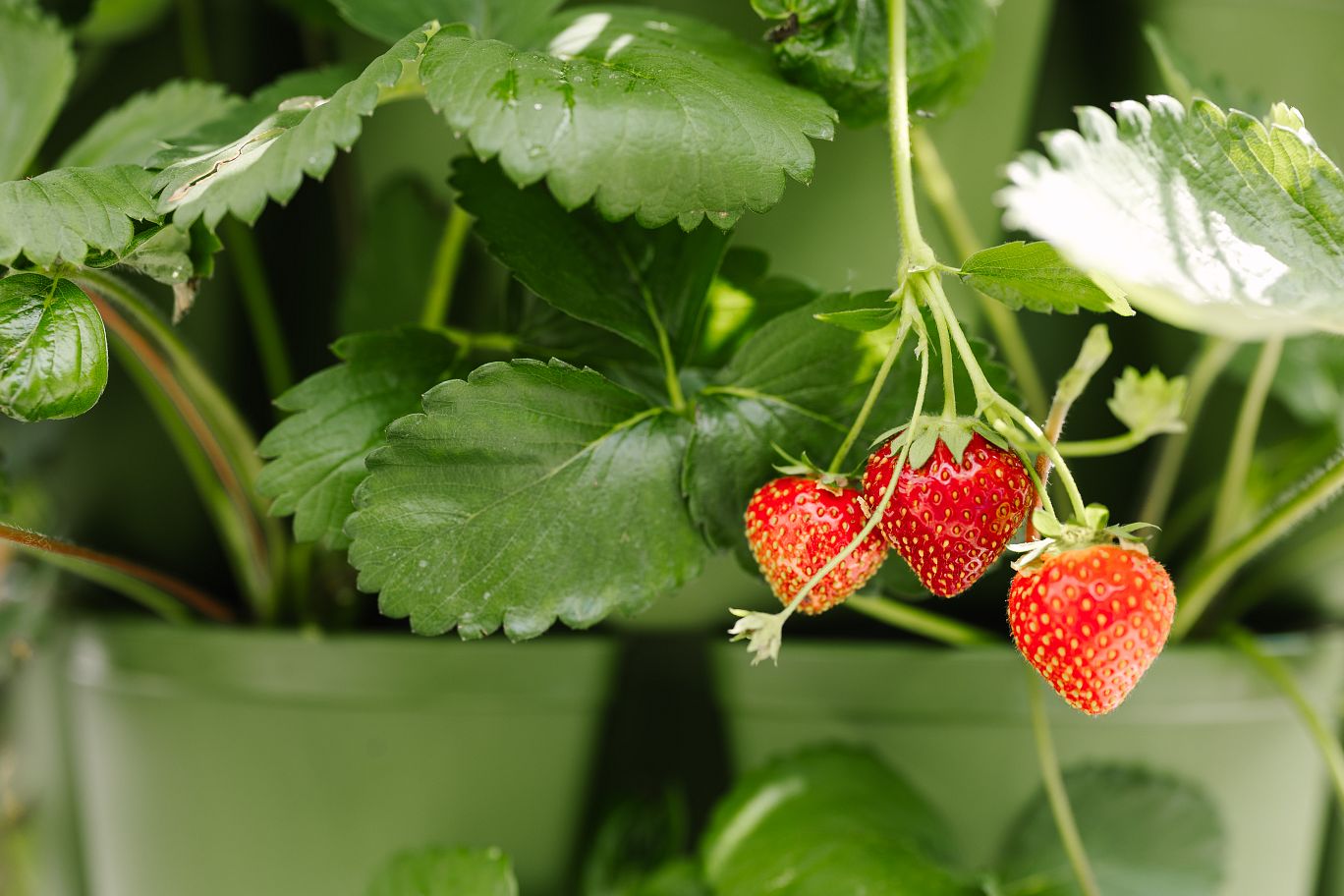 A Complete Guide to Creating a Vertical Strawberry Planter (Plus How to Overwinter Strawberries) - GreenStalk Garden