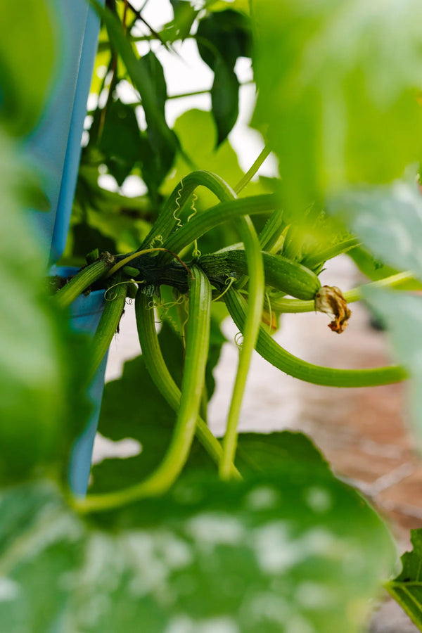 How to Grow Summer Squash Vertically GreenStalk Garden