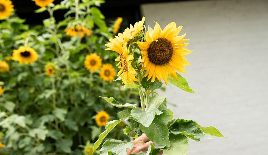 Sunflowers growing in a GreenStalk Vertical Planter