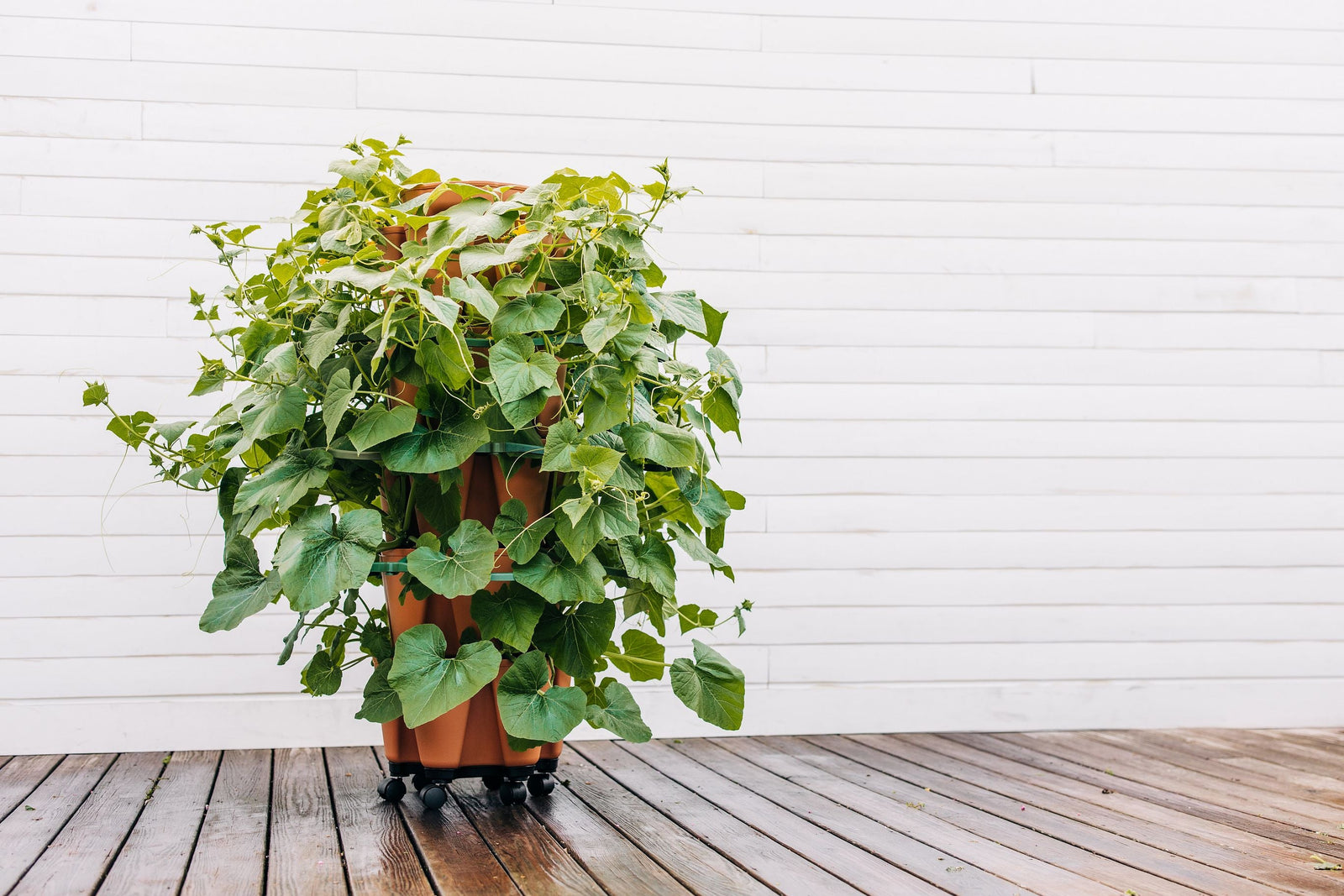 Acorn squash growing in a GreenStalk Vertical Planter