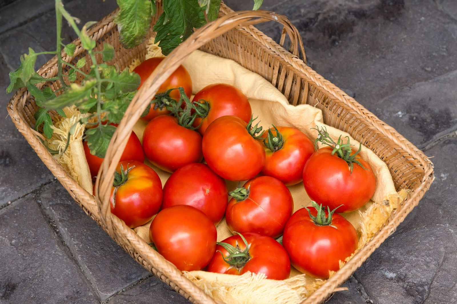 Celerity tomatoes harvested from a GreenStalk Vertical Planter