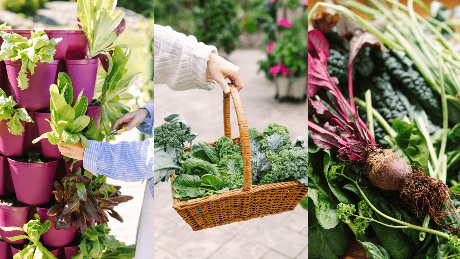 Cool-season harvest from the GreenStalk Vertical Planter