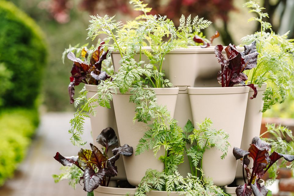 A-Guide-to-Succession-Planting GreenStalk Garden