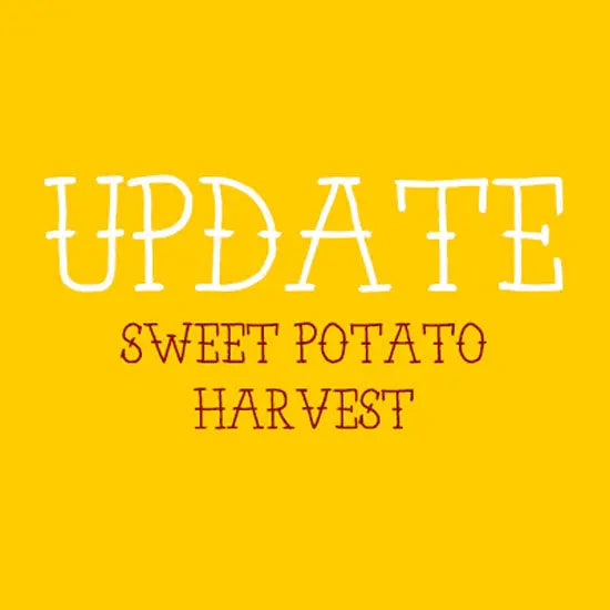 A Sweet Potato Update - GreenStalk Garden