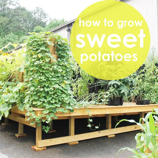 How to Grow Sweet Potatoes Vertically GreenStalk Garden