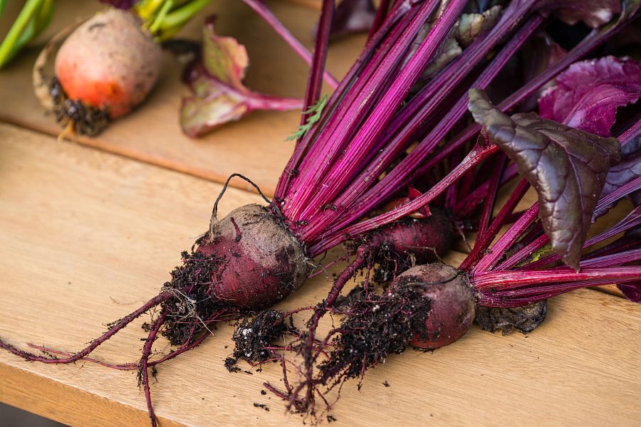 Three-Season-GreenStalk GreenStalk Garden