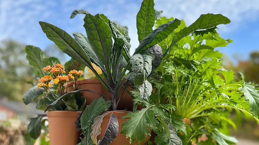 How to Grow Kale in a GreenStalk Vertical Planter - GreenStalk Garden
