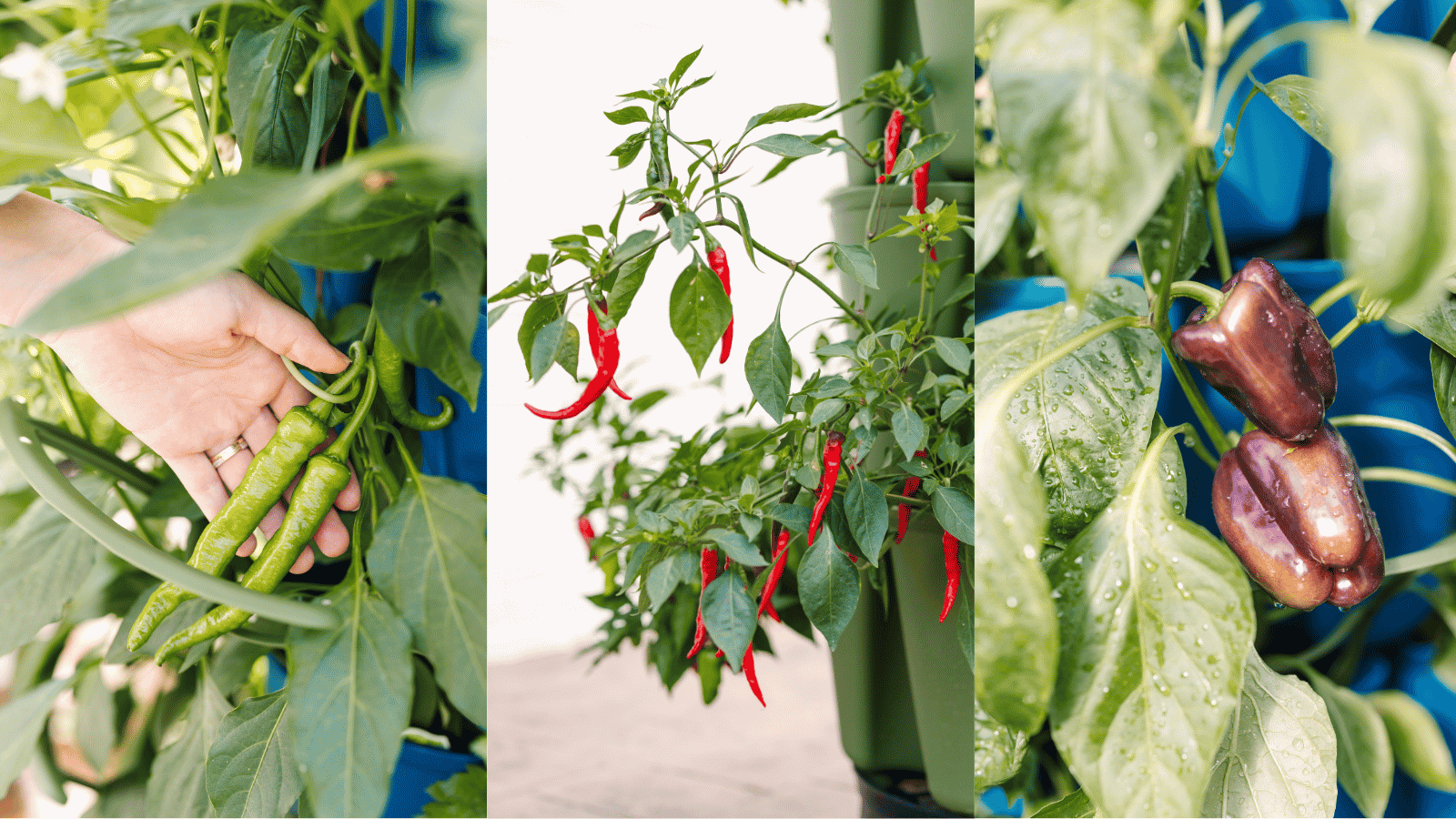 Pepper varieties growing in the GreenStalk