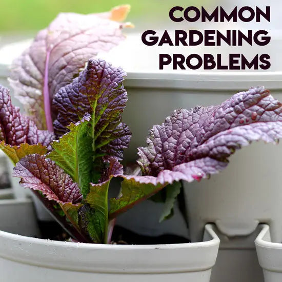 Why Aren't My Plants Growing? Common Gardening Problems Explained - GreenStalk Garden