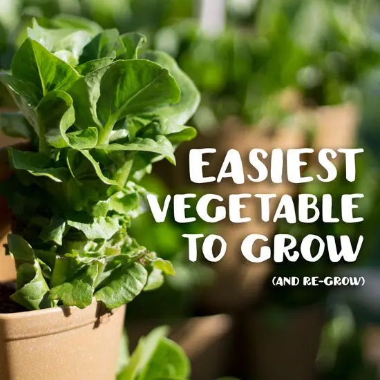 The Easiest Vegetable to Grow Anyone Can Grow This! GreenStalk Garden
