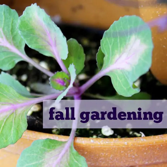All About Fall Gardening - GreenStalk Garden