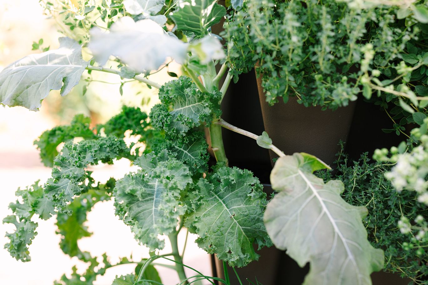 Harvesting-Late-Season-Collards-and-Kale GreenStalk Garden