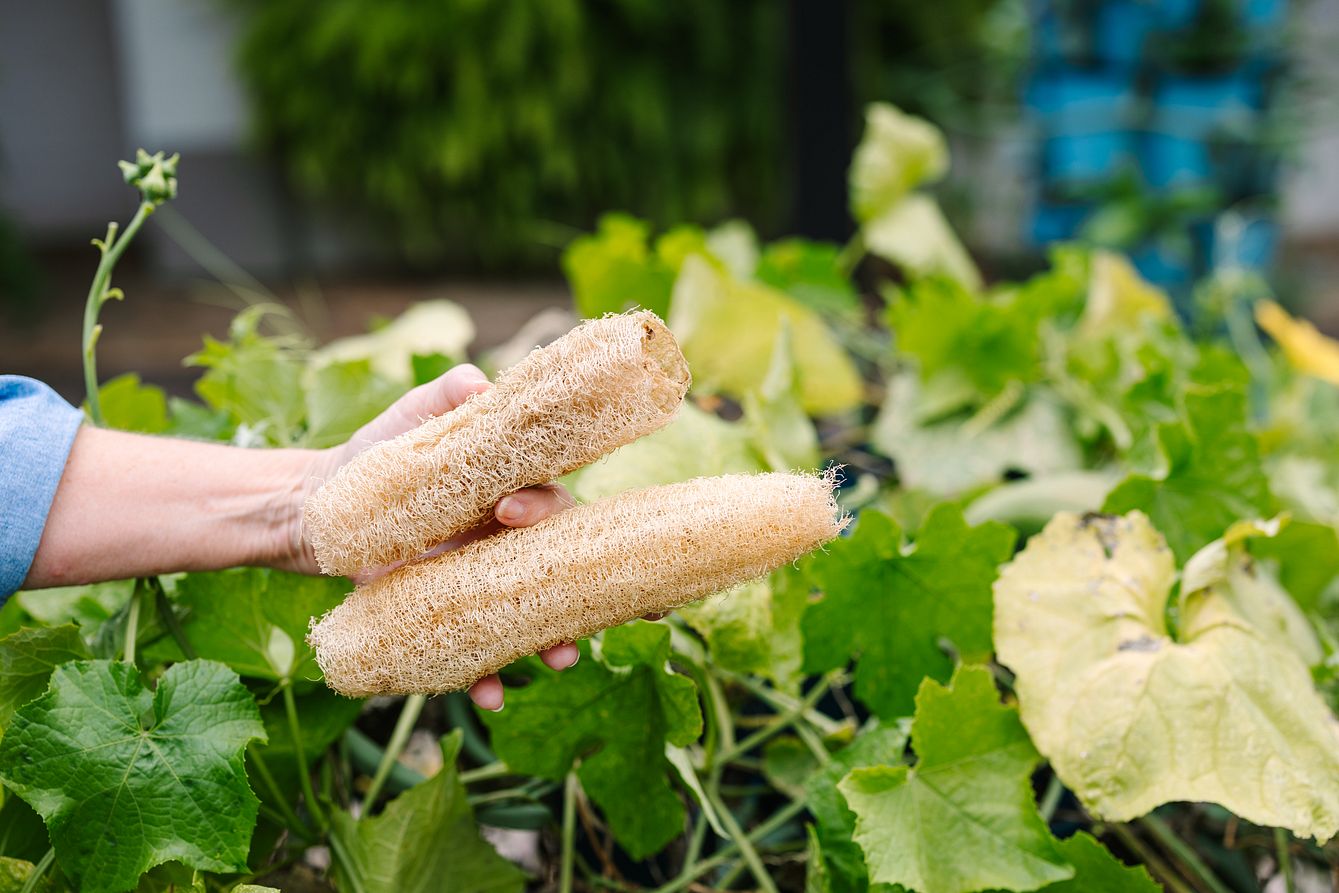 Luffa harvested from a GreenStalk