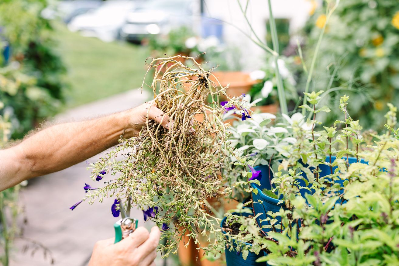 Pulling a dead plant from a GreenStalk Vertical Planter