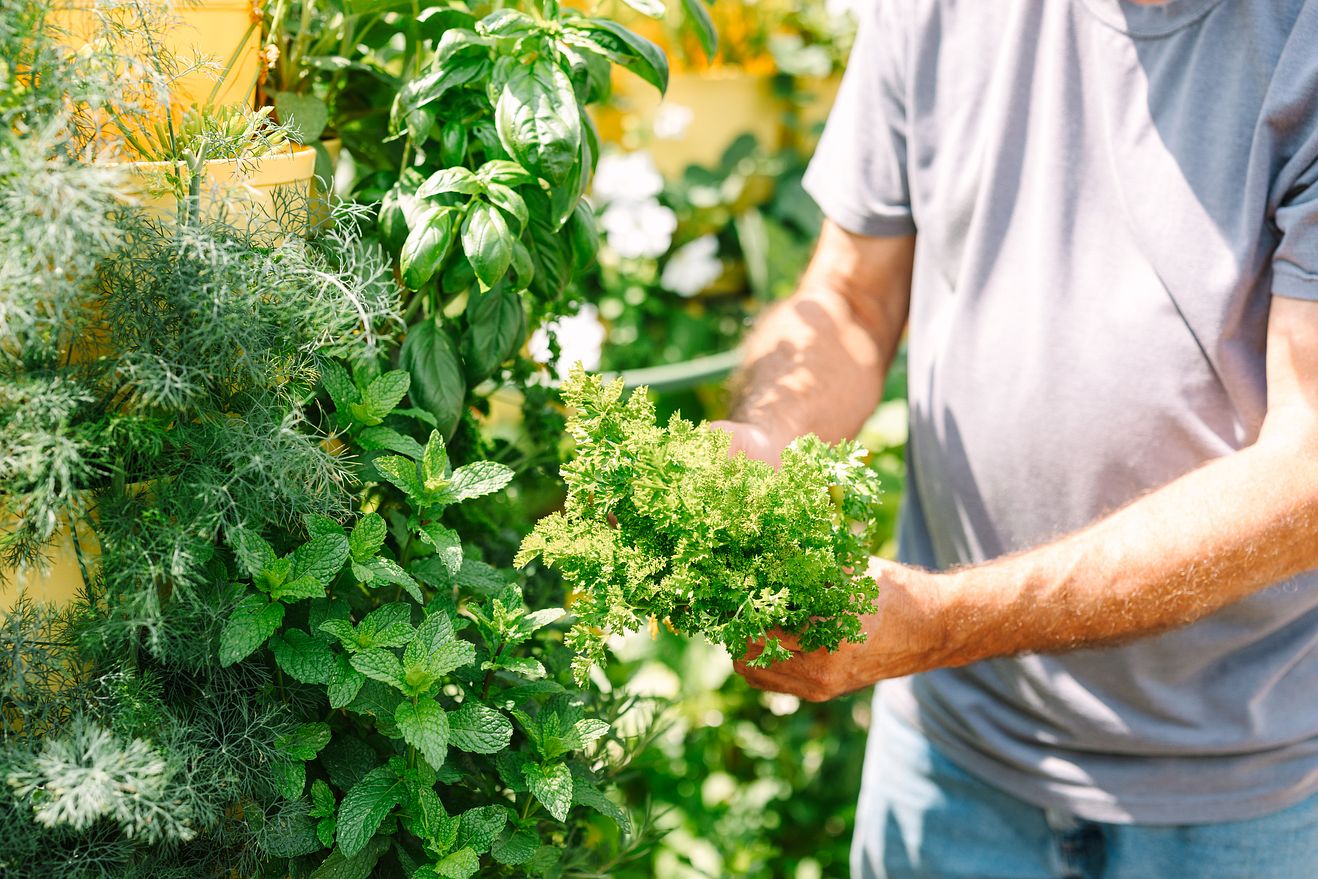 A man is harvesting summer herbs from his GreenStalk Garden