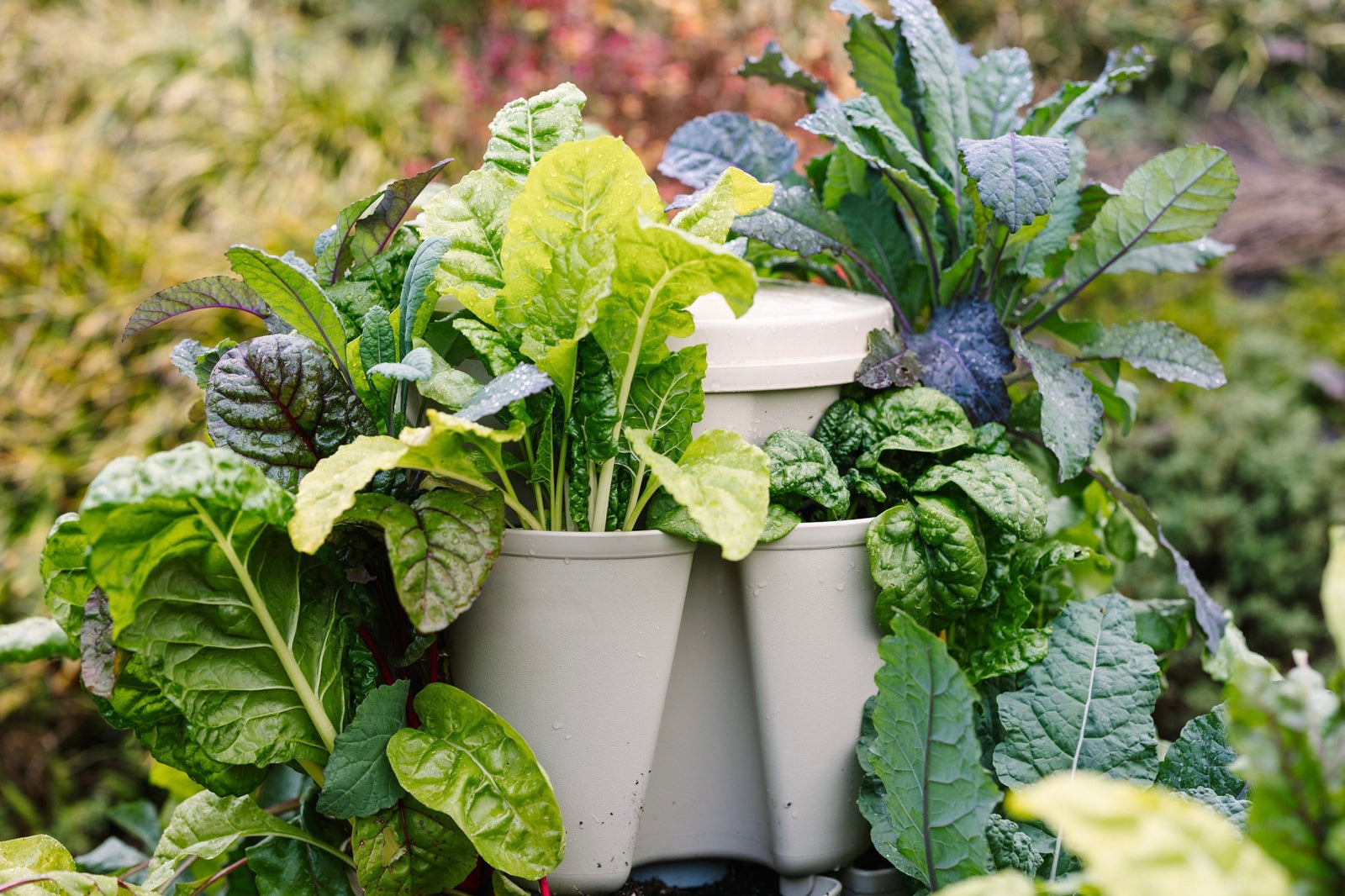 Fall vegetables growing in the GreenStalk 
