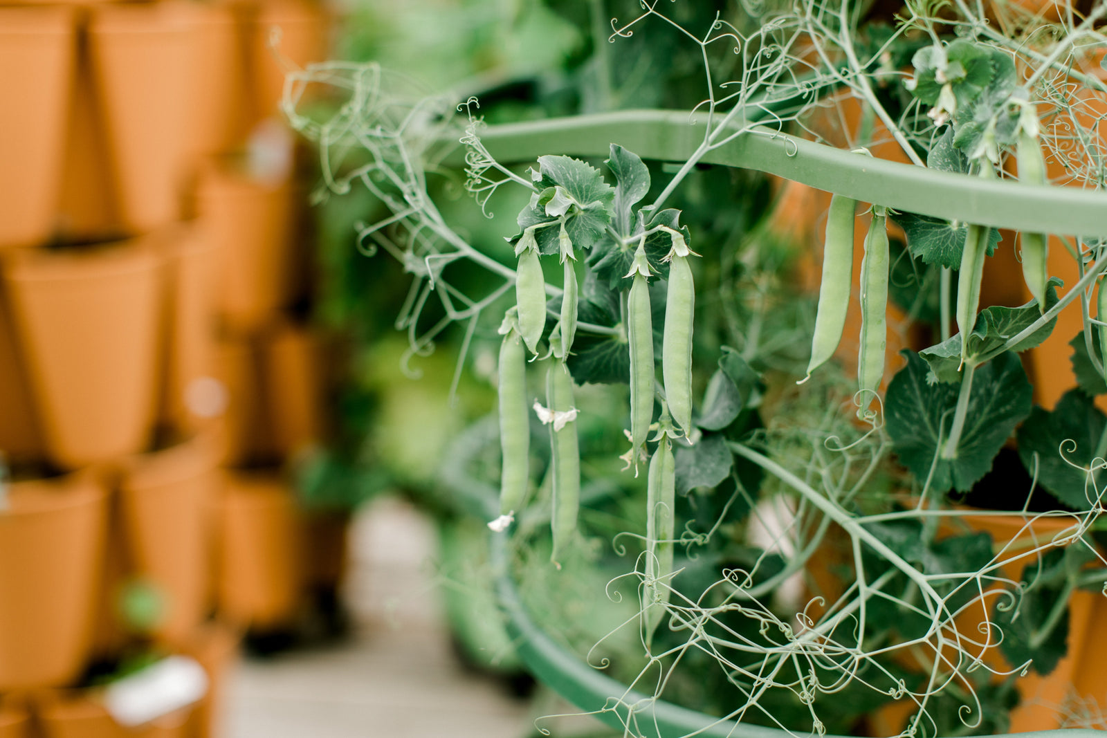 Growing Green Peas Vertically