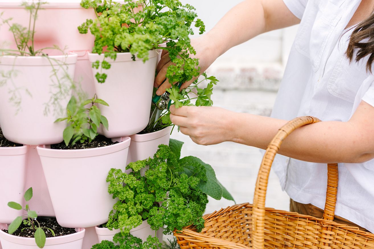 Woman harvesting herbs