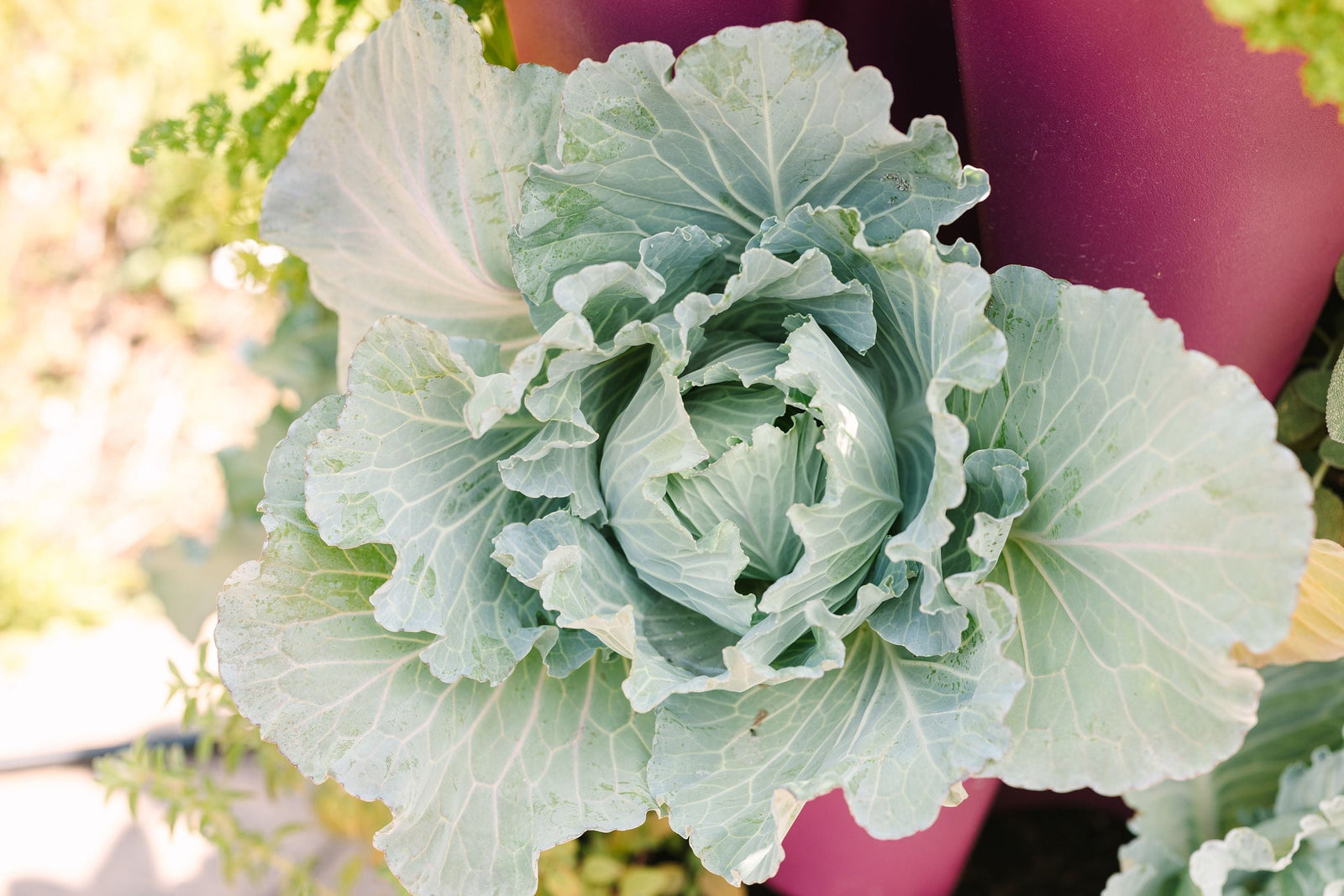 Cabbage growing in the GreenStalk Vertical Planter