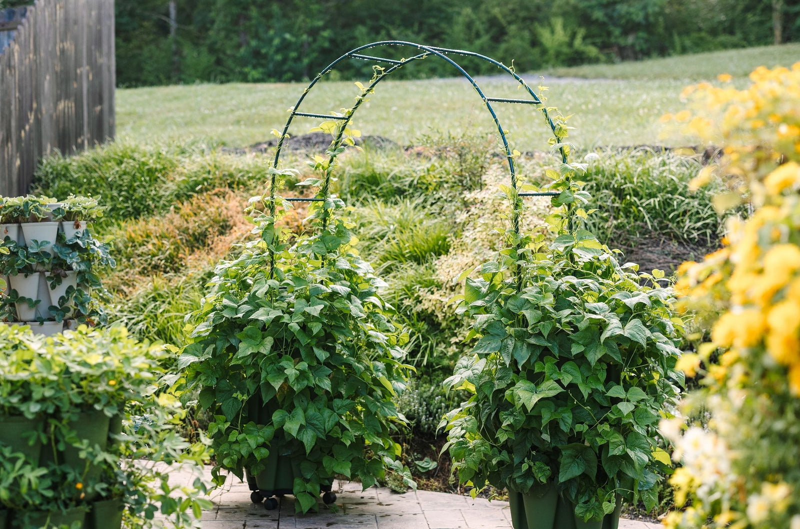 Pole beans growing in two 3-Tier Vertical Planters