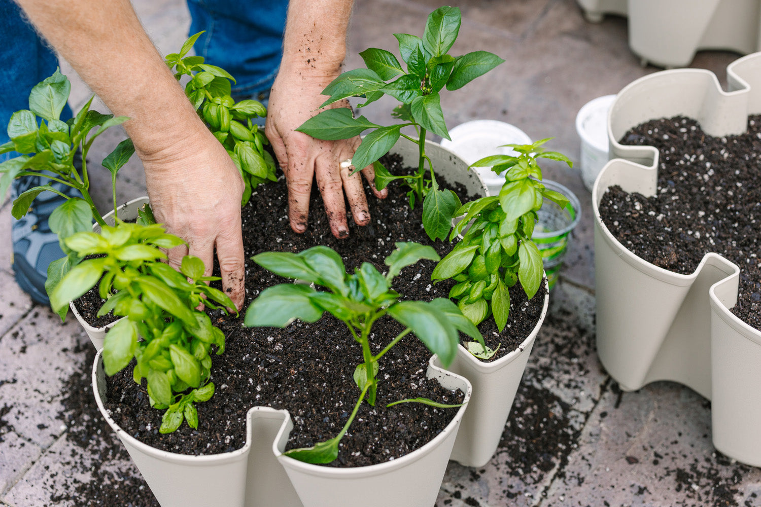 Should-you-grow-from-seed-or-use-starter-plants GreenStalk Garden