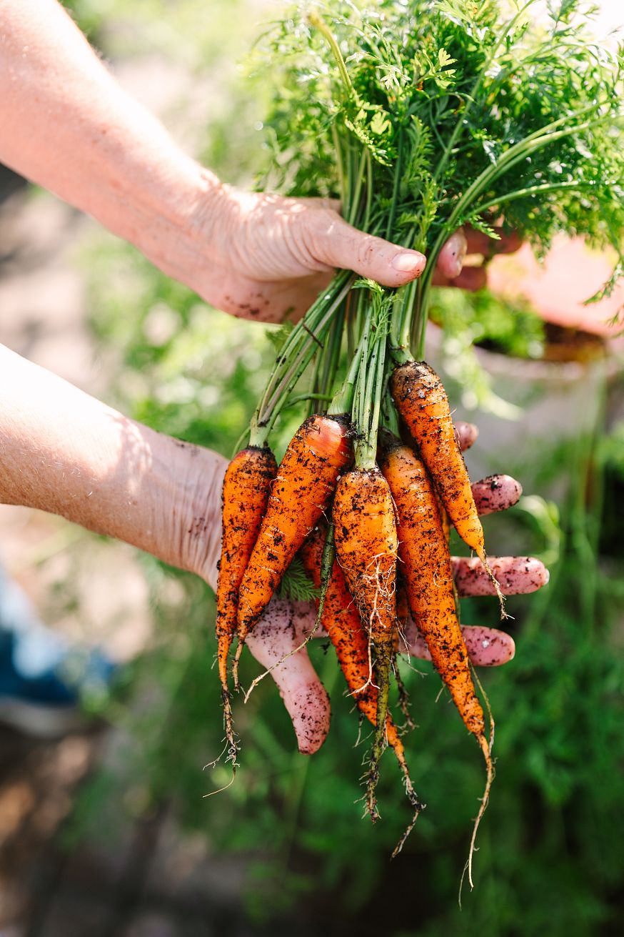 Carrot harvest from a GreenStalk