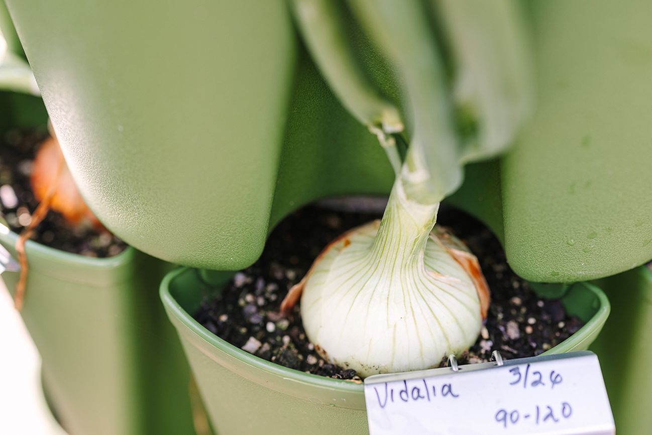Onion growing in a GreenStalk Vertical Planter