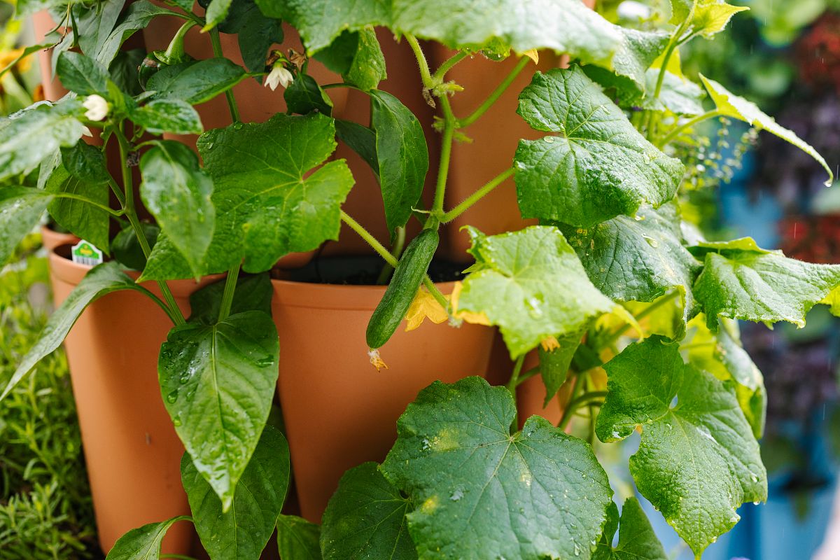 Cucumber plant growing in a GreenStalk Vertical Garden