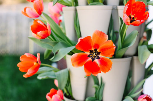 From-Bulb-to-Bloom-Growing-Tulips-Vertically GreenStalk Garden