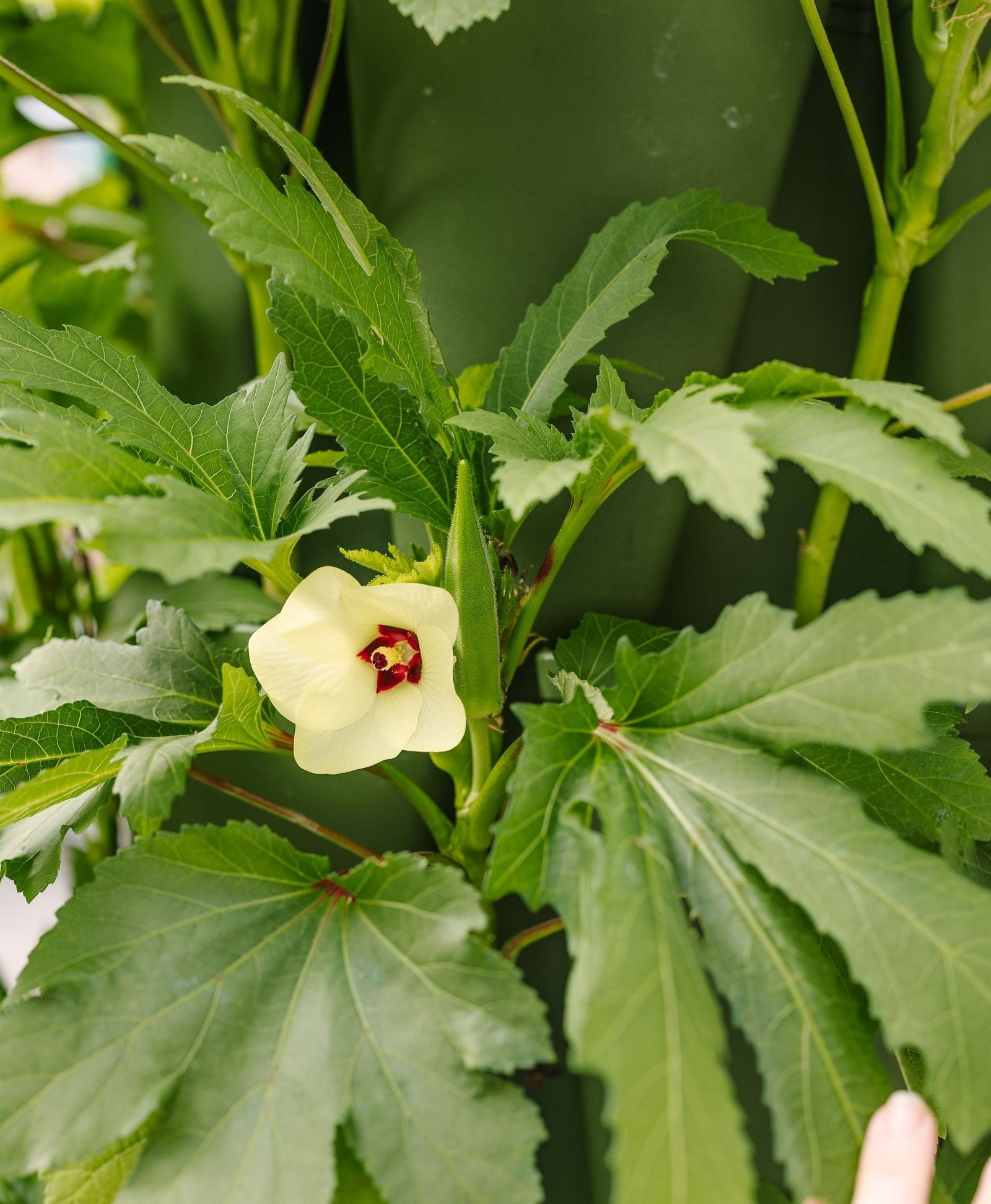 Dwarf okra growing in a vertical garden