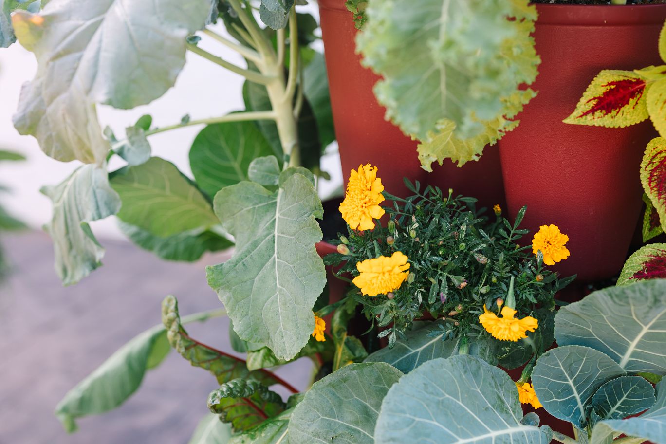 Our-Favorite-Flowers-to-Grow GreenStalk Garden