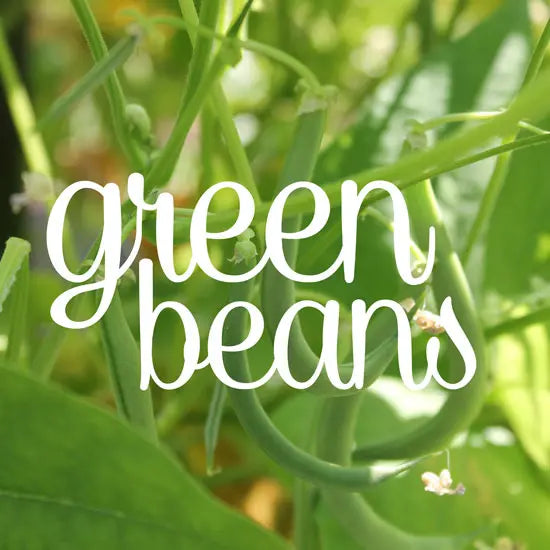 How to Grow Green Bush Beans Vertically - GreenStalk Garden