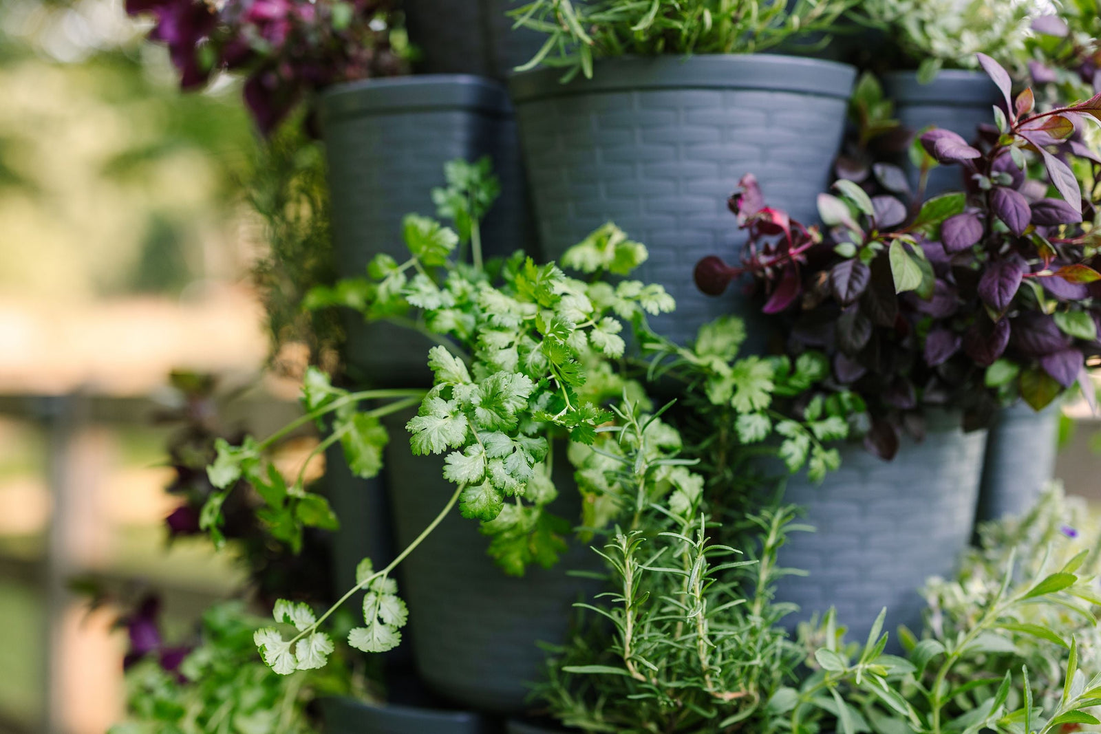 Cilantro growing in a GreenStalk Vertical Planter
