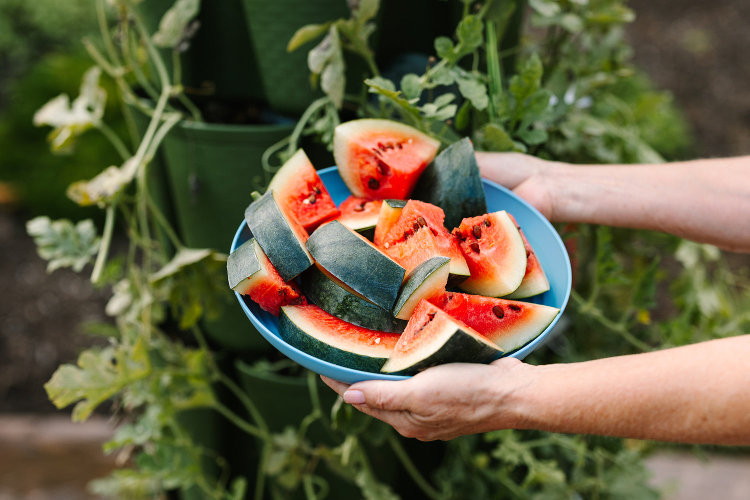 How-to-Grow-Watermelon-in-a-Vertical-Garden GreenStalk Garden