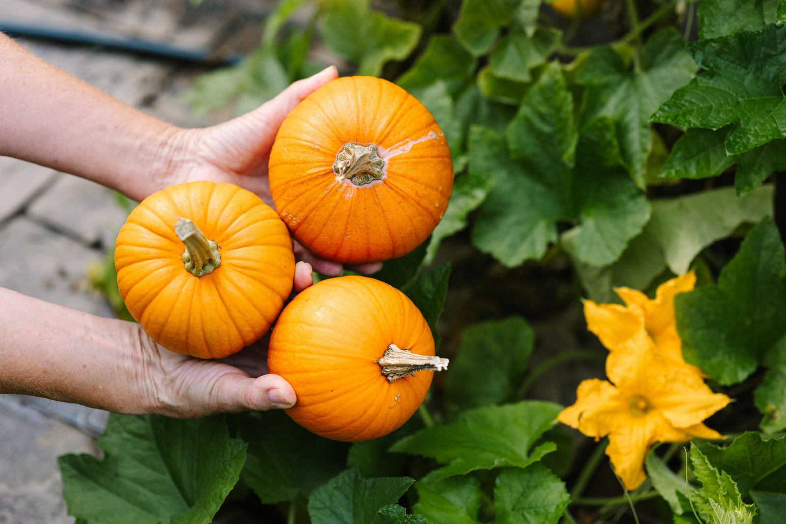 Pumpkins harvested from a GreenStalk Vertical Planter