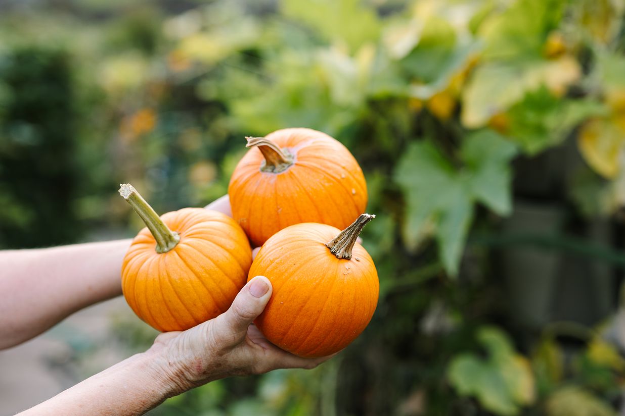 How-to-Grow-Winter-Squash-in-a-Small-Space GreenStalk Garden