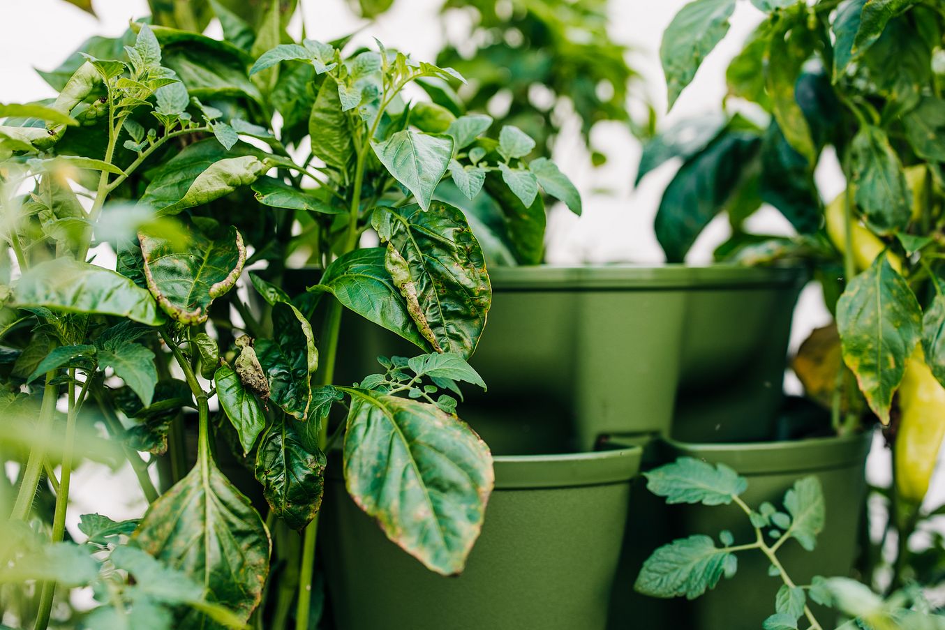 Diseased pepper plants