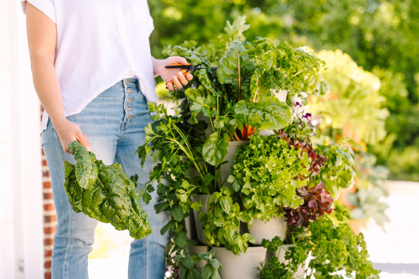 Woman harvesting Swiss chard from her GreenStalk Vertical Planter