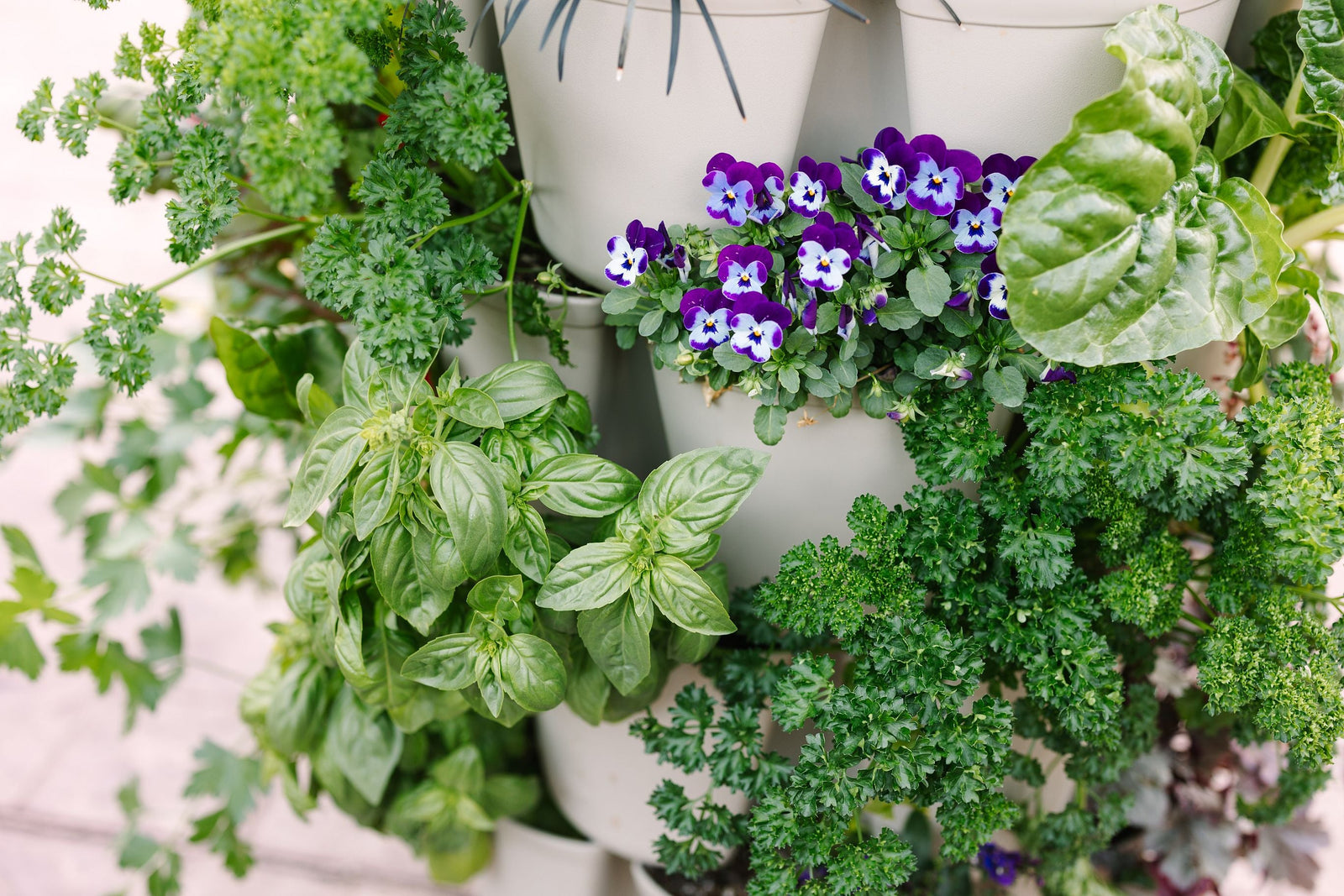 Basil growing in a GreenStalk