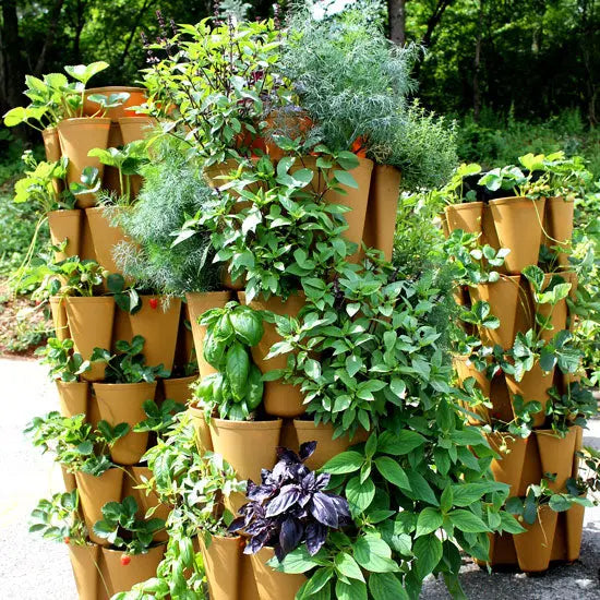 Herbs We LOVE to Grow Vertically - GreenStalk Garden