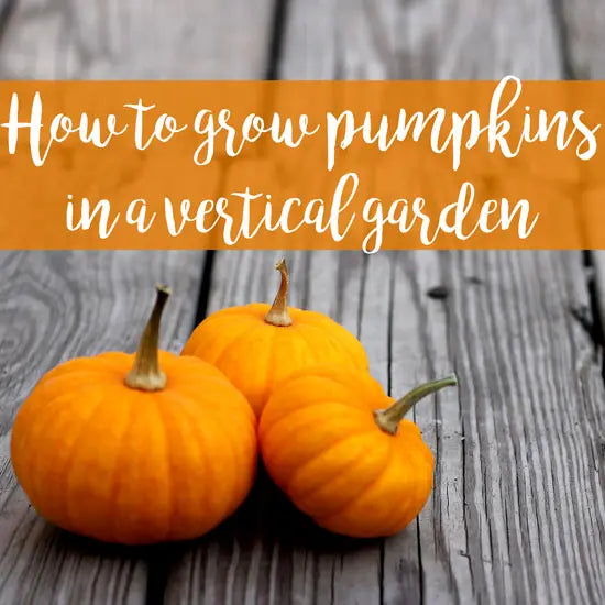 How We Grew Pumpkins in a Vertical Garden - GreenStalk Garden