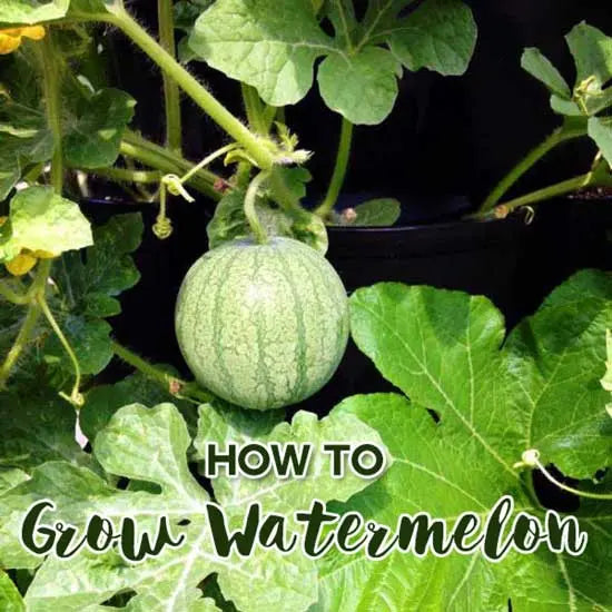 How to Grow Watermelon in the GreenStalk - GreenStalk Garden