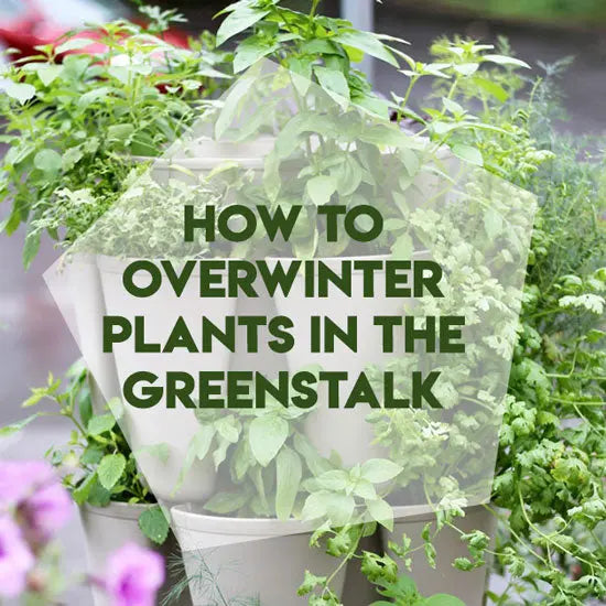 5 Tips to Make Sure Your Plants Survive the Winter - GreenStalk Garden