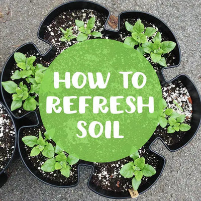 Reusing Container Soil How to Reuse Soil in Container Gardens | GreenStalk Garden