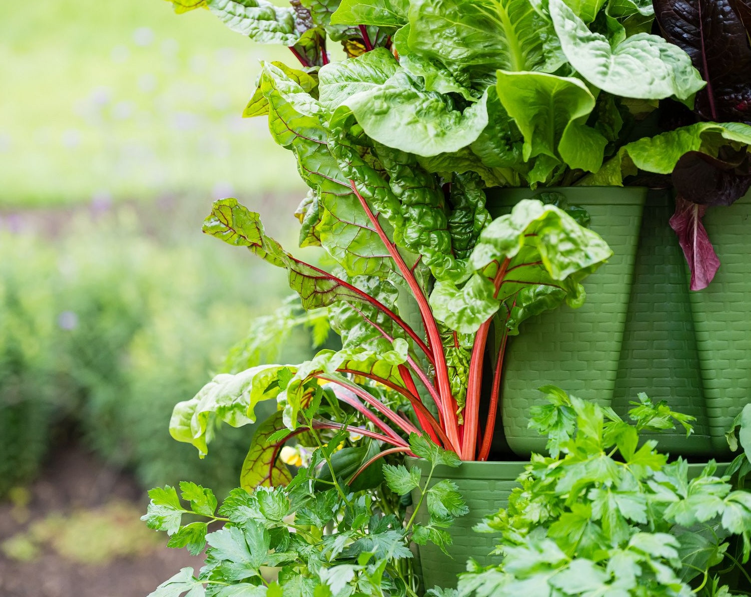 Swiss chard growing in a GreenStalk Vertical Planter