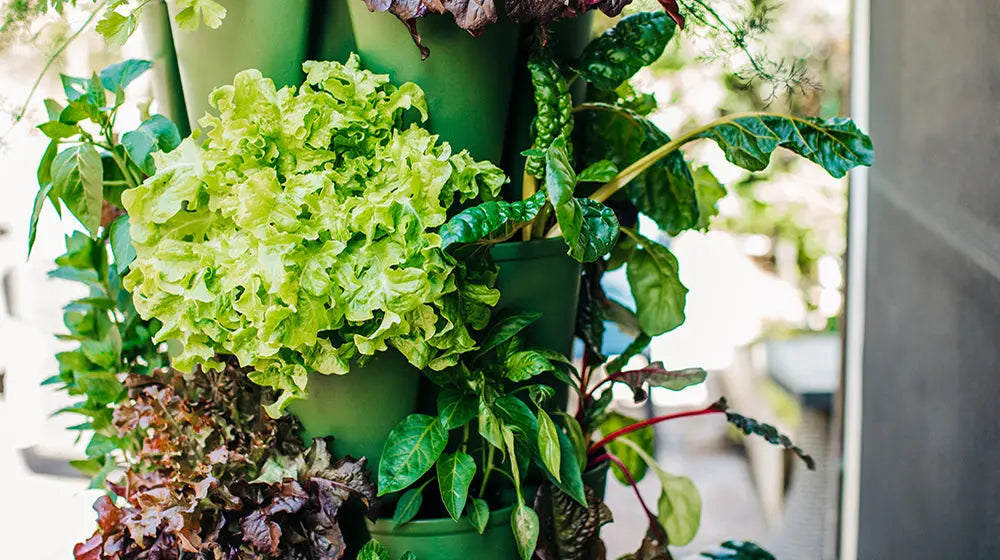 How to Grow Lettuce Vertically for a Huge Harvest - GreenStalk Garden