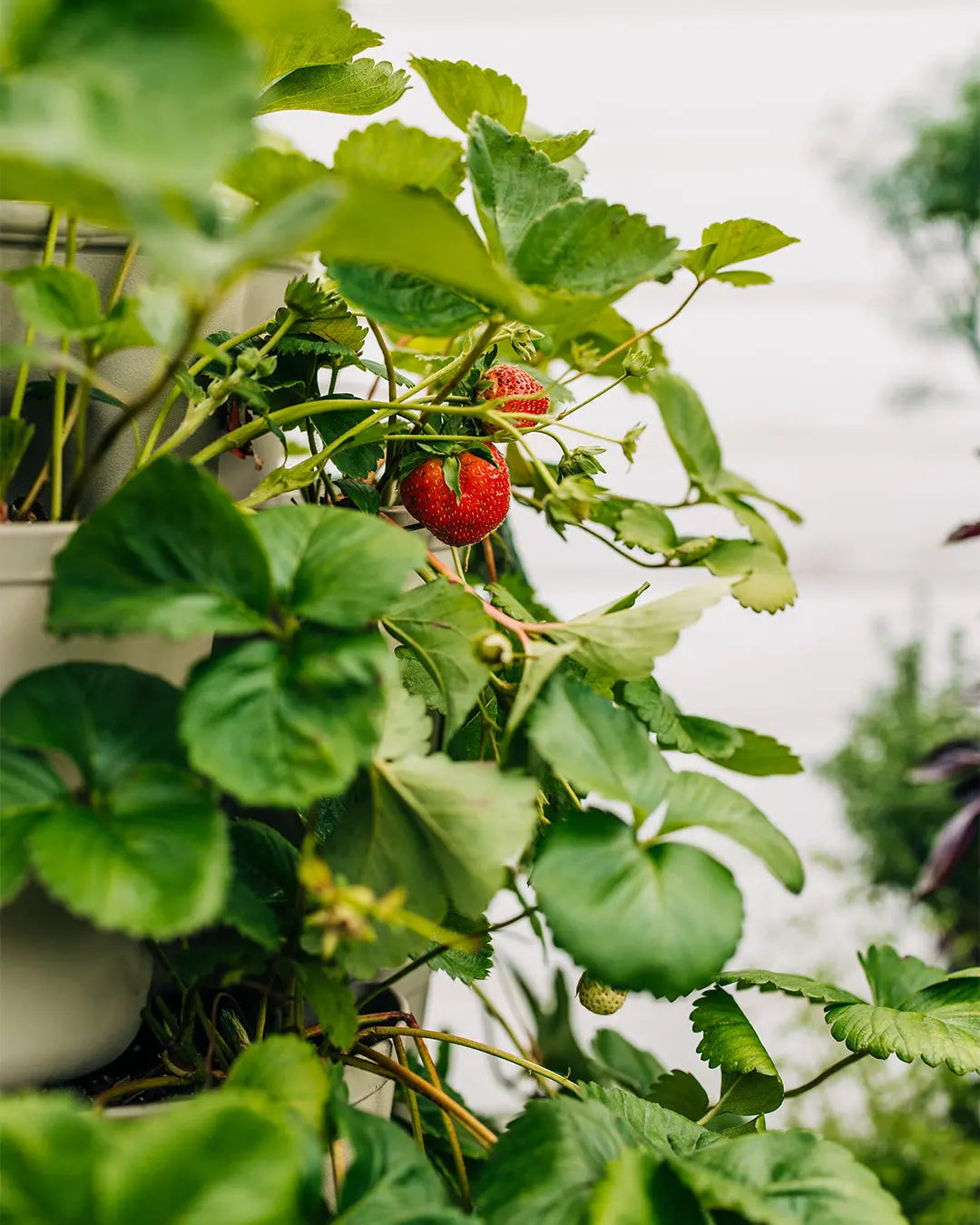 A Complete Guide to Creating a Vertical Strawberry Planter (Plus How to Overwinter Strawberries) - GreenStalk Garden